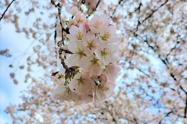 2022年第二弾は杏子と桜のダブルお花見カブツーリング