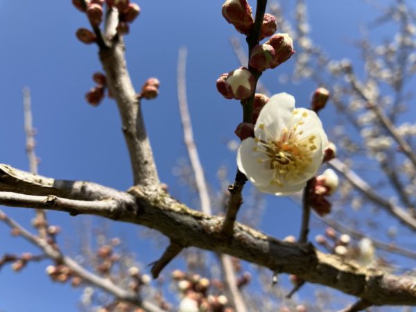 2024梅とジンギスカンツーリングの記録