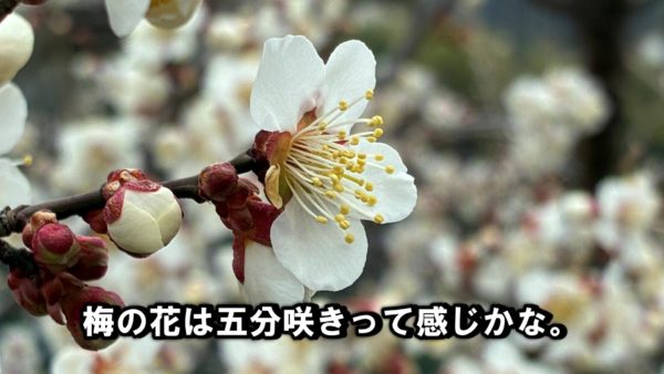 20260325梅とジンギスカンツーリングの巻